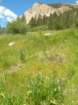 sequoianp468_small.jpg