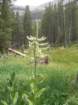sequoianp478_small.jpg
