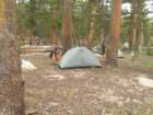 sequoianp480_small.jpg