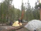 sequoianp481_small.jpg