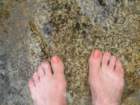 sequoianp486_small.jpg