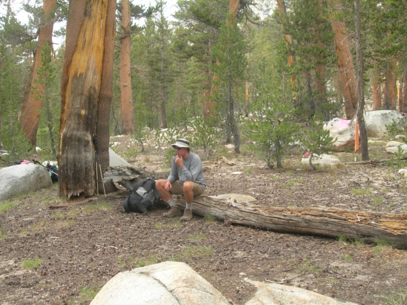 sequoianp490.jpg