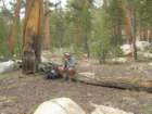 sequoianp490_small.jpg