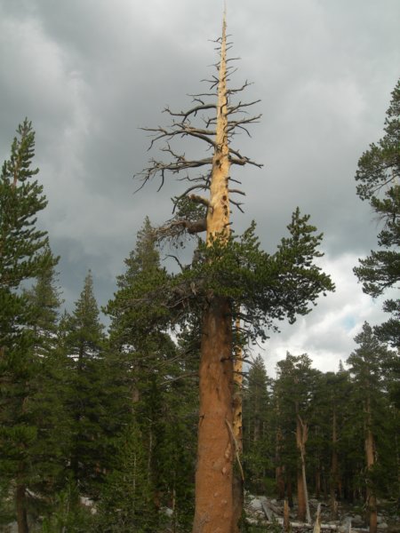 sequoianp492.jpg