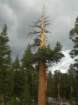 sequoianp492_small.jpg