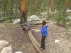 sequoianp495_small.jpg