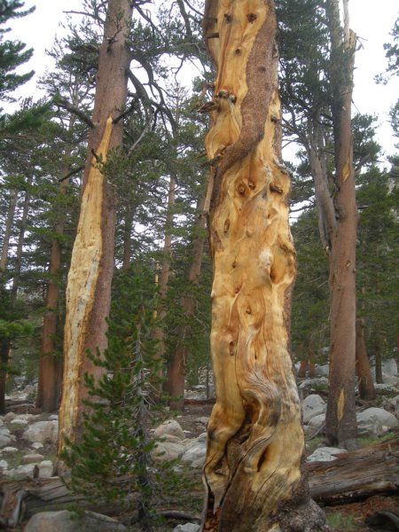 sequoianp502.jpg