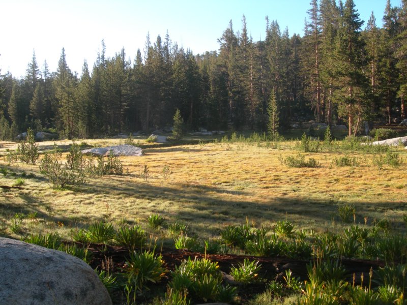 sequoianp516.jpg