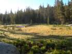 sequoianp516_small.jpg