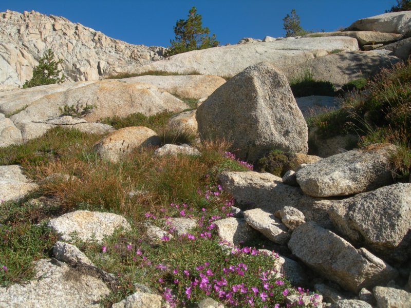 sequoianp527.jpg