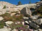 sequoianp527_small.jpg