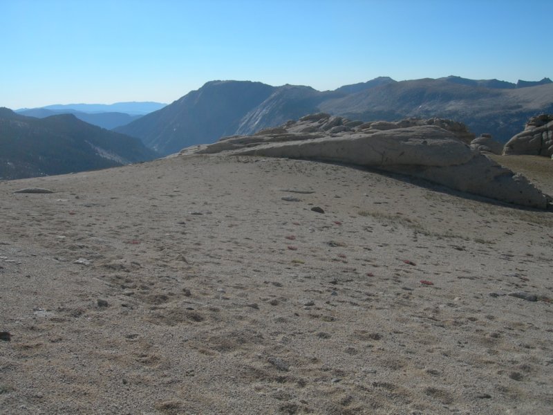sequoianp540.jpg