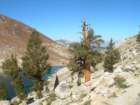 sequoianp583_small.jpg