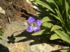 sequoianp586_small.jpg