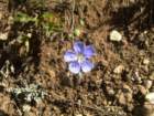 sequoianp593_small.jpg