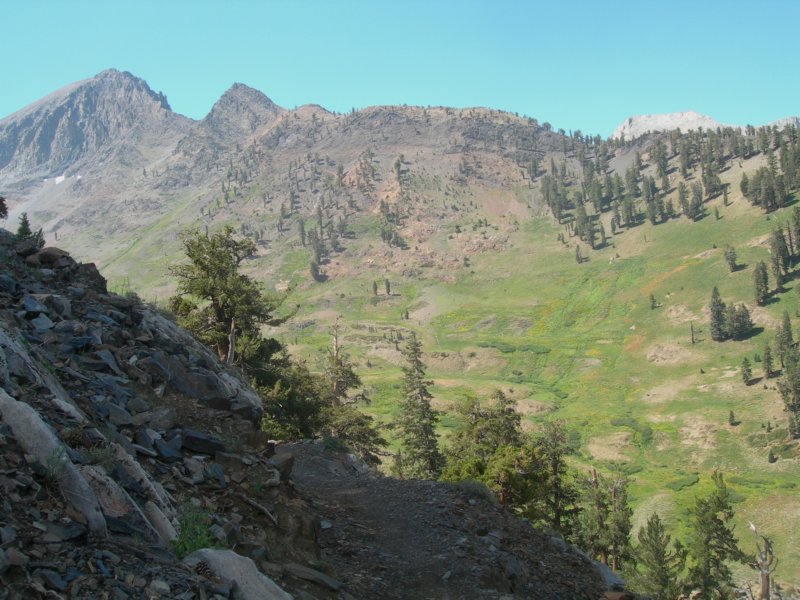 sequoianp603.jpg