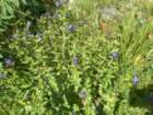 sequoianp610_small.jpg