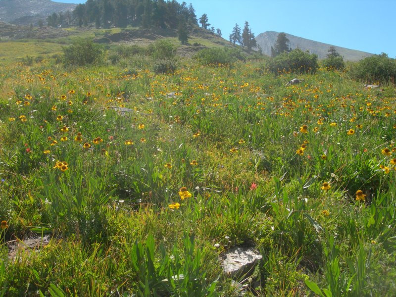 sequoianp611.jpg