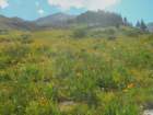 sequoianp612_small.jpg