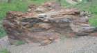 sequoianp617_small.jpg