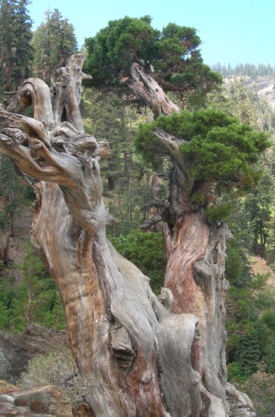 sequoianp621.jpg