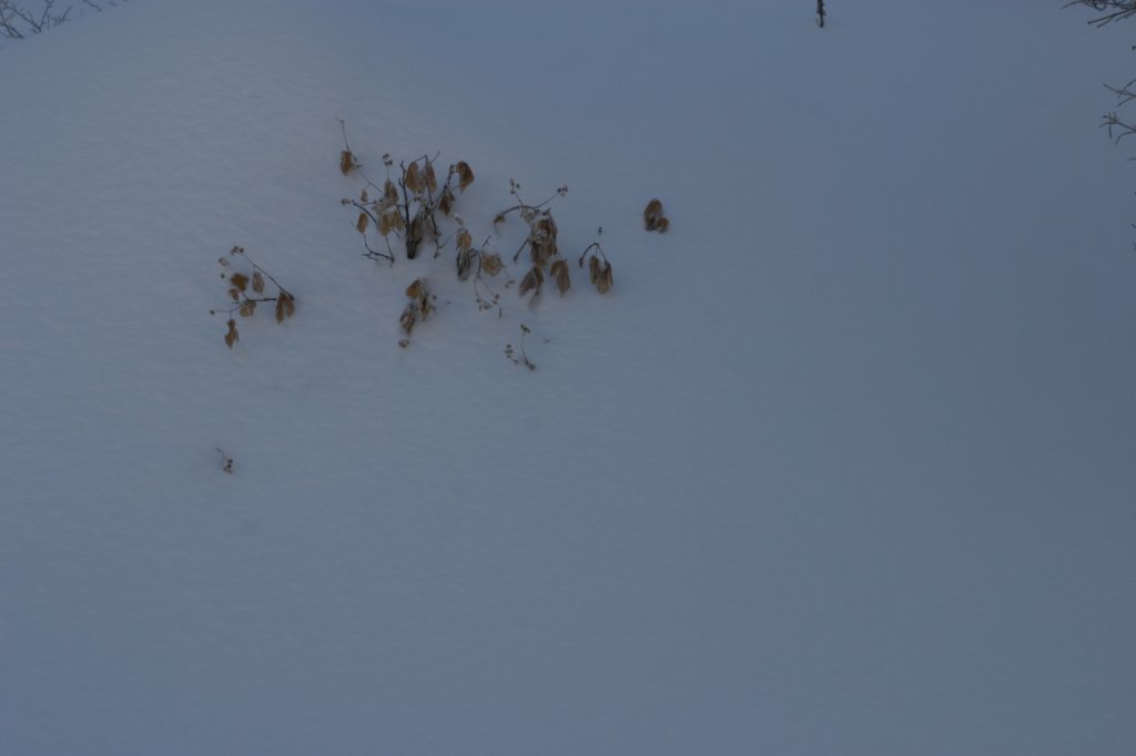 snowshoetrip_059.jpg