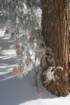 snowshoetrip_079_small.jpg