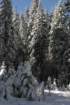 snowshoetrip_133_small.jpg