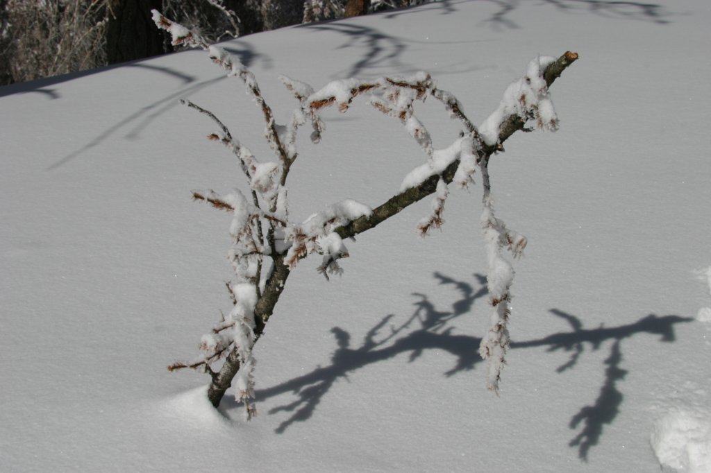 snowshoetrip_147.jpg