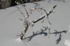 snowshoetrip_147_small.jpg