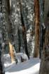 snowshoetrip_166_small.jpg