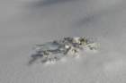 snowshoetrip_189_small.jpg