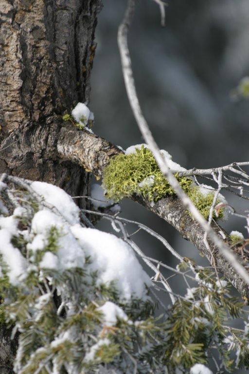 snowshoetrip_201.jpg