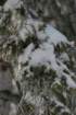 snowshoetrip_202_small.jpg