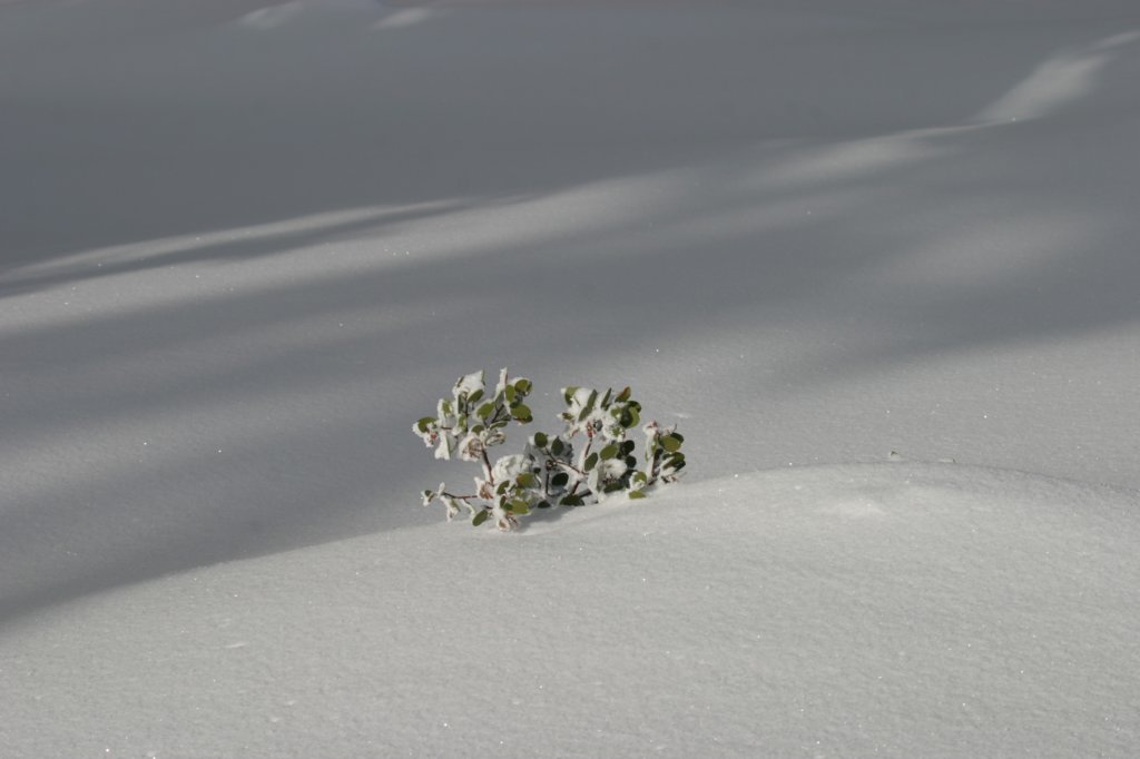 snowshoetrip_208.jpg