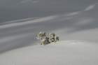 snowshoetrip_208_small.jpg