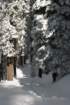 snowshoetrip_216_small.jpg