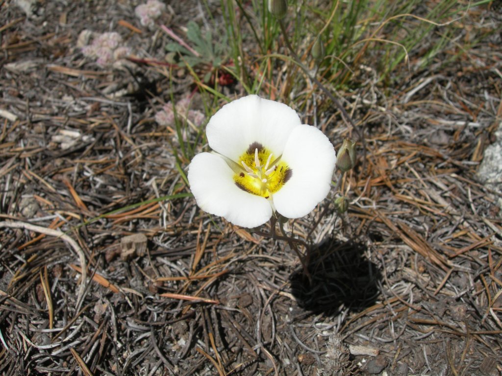 grandcanyon059.jpg