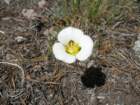 grandcanyon059_small.jpg