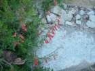grandcanyon156_small.jpg