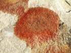 grandcanyon160_small.jpg