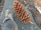 grandcanyon208_small.jpg