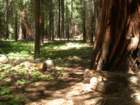 grandcanyon211_small.jpg