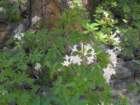 grandcanyon227_small.jpg
