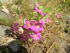 grandcanyon238_small.jpg
