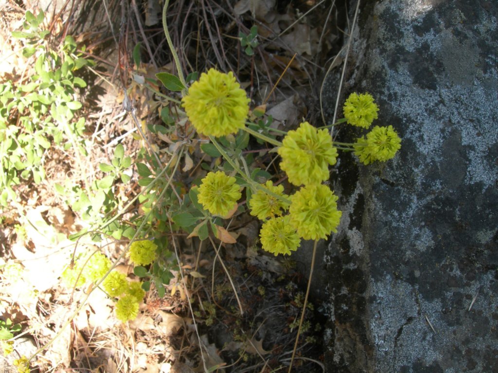 grandcanyon241.jpg