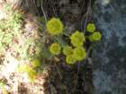 grandcanyon241_small.jpg