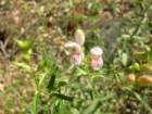 grandcanyon242_small.jpg