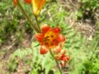 grandcanyon317_small.jpg