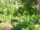 grandcanyon318_small.jpg